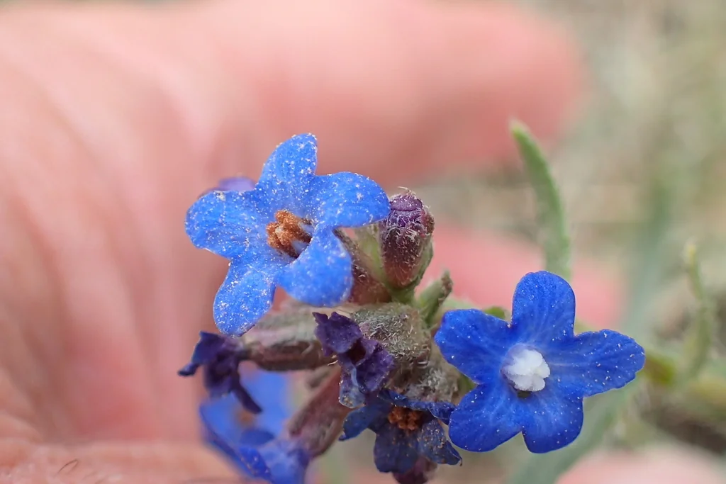 Anchusa Capensis