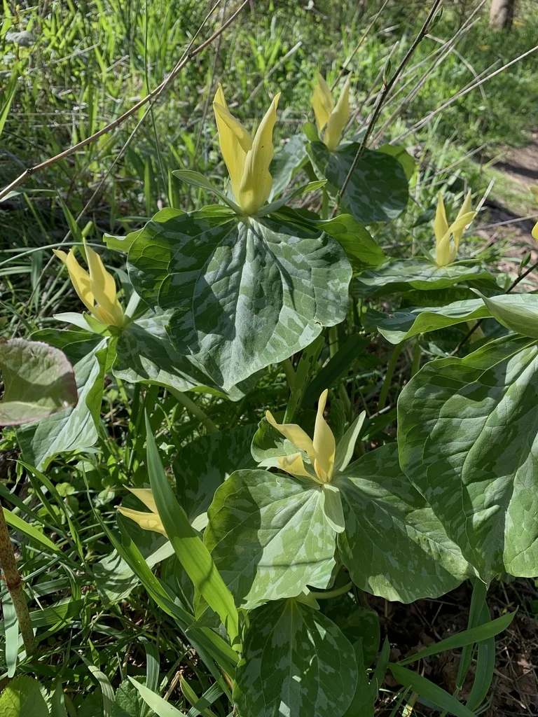 Trillium Luteum