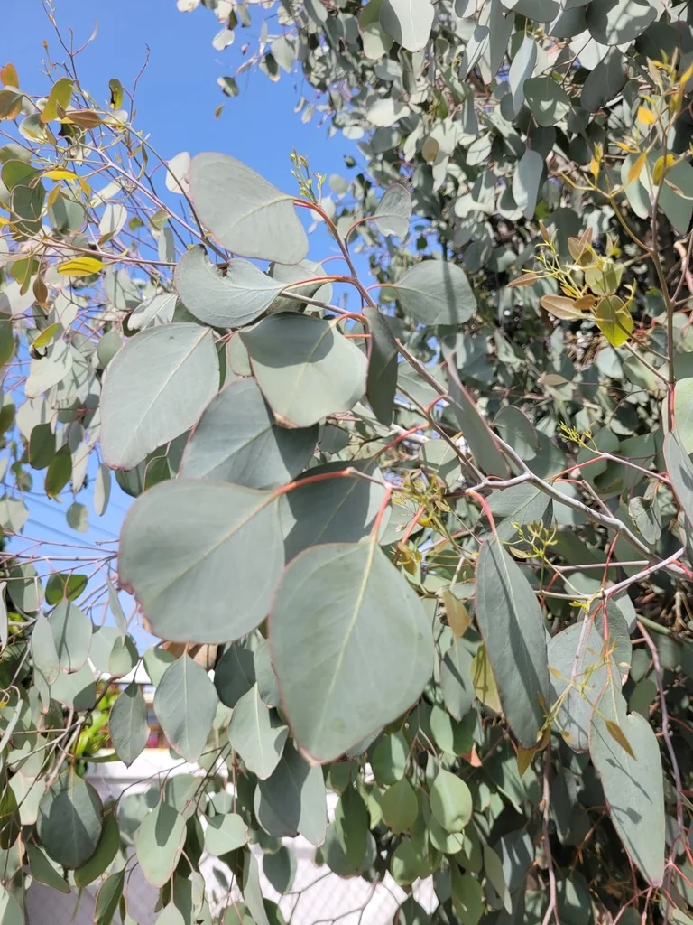Eucalyptus Polyanthemos