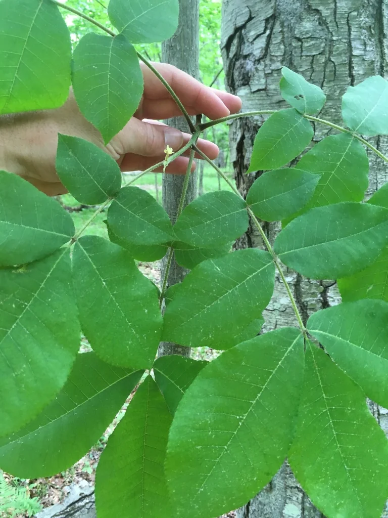 Carya Ovalis