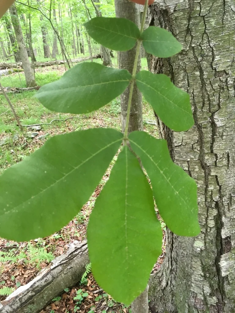 Carya Ovalis