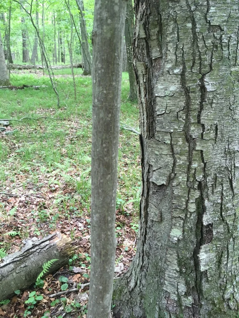 Carya Ovalis