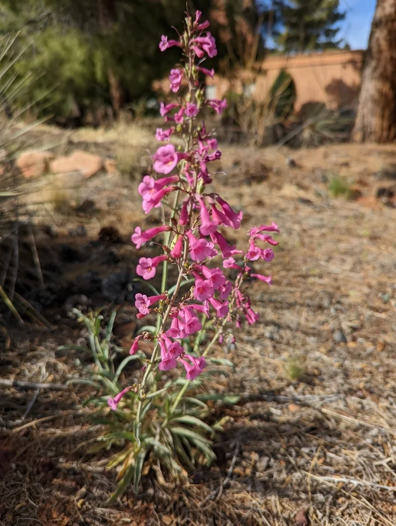 Penstemon Parryi