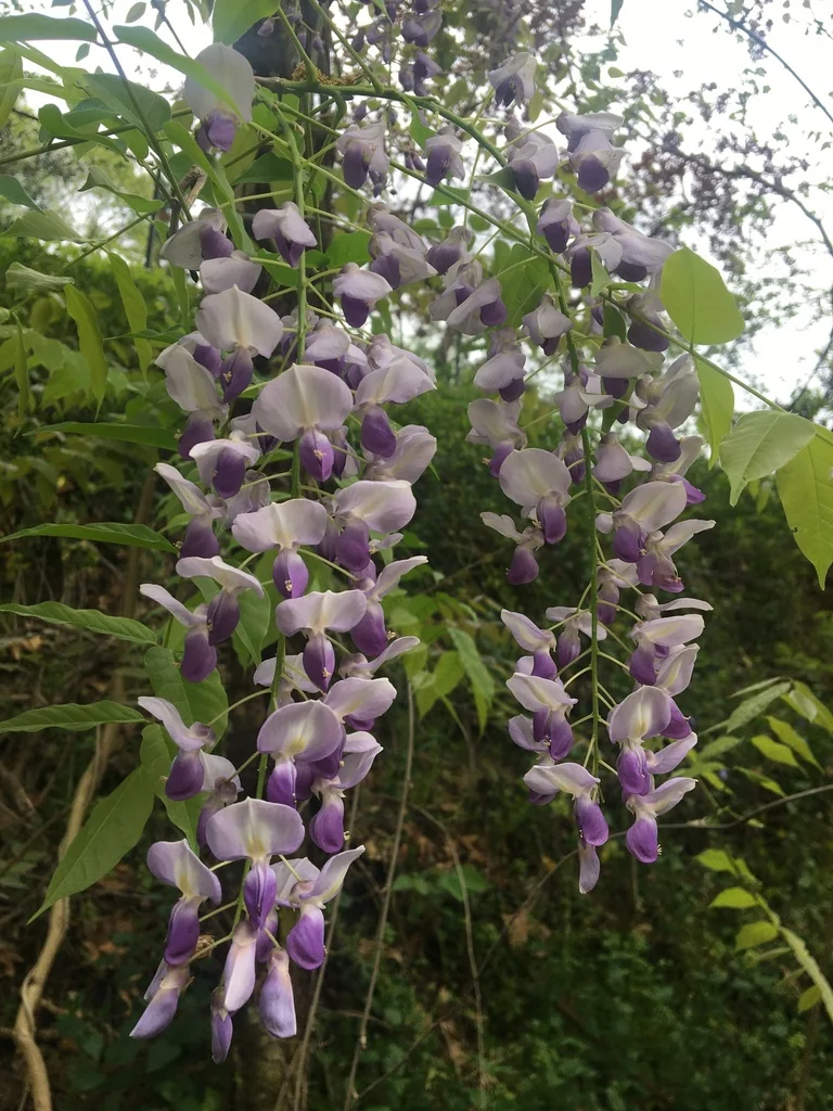 Wisteria Floribunda