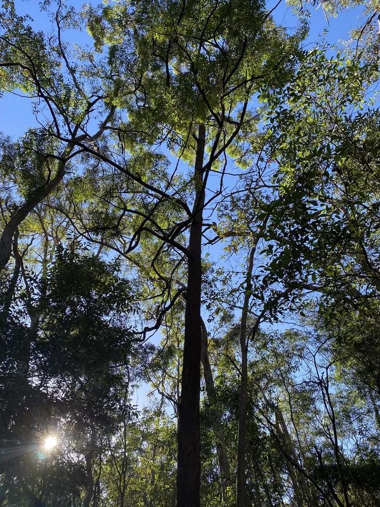 Eucalyptus Microcorys