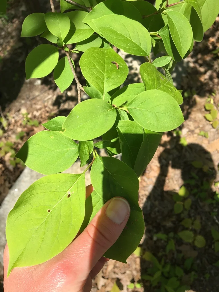 Syringa Reticulata