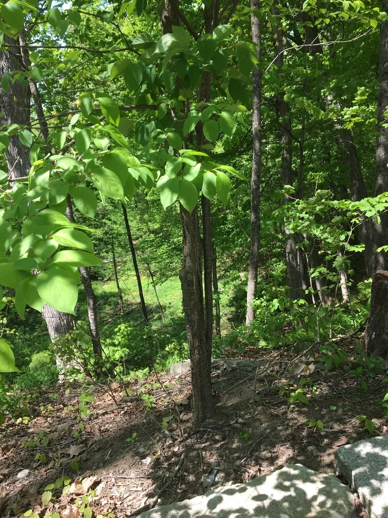 Syringa Reticulata