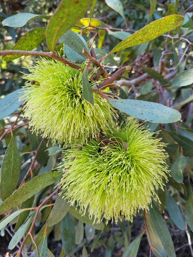 Eucalyptus Conferruminata