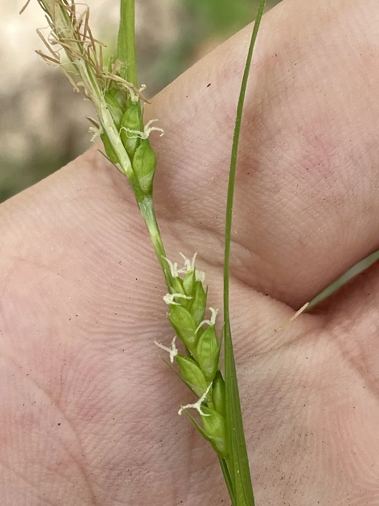 Carex Amphibola