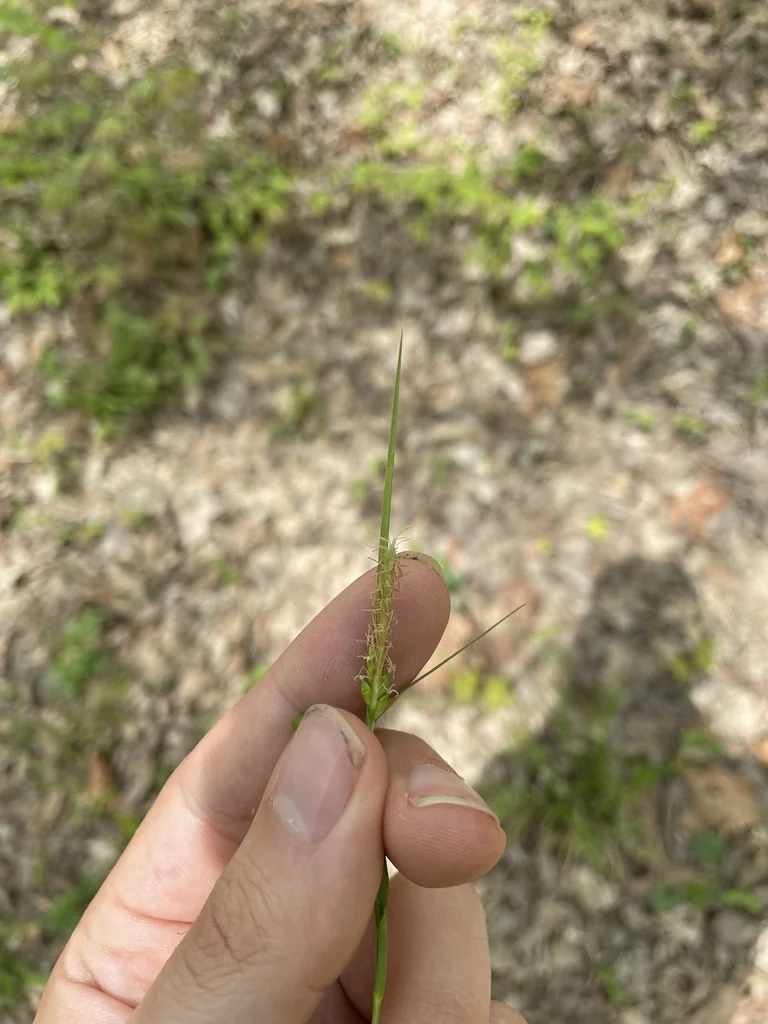 Carex Amphibola