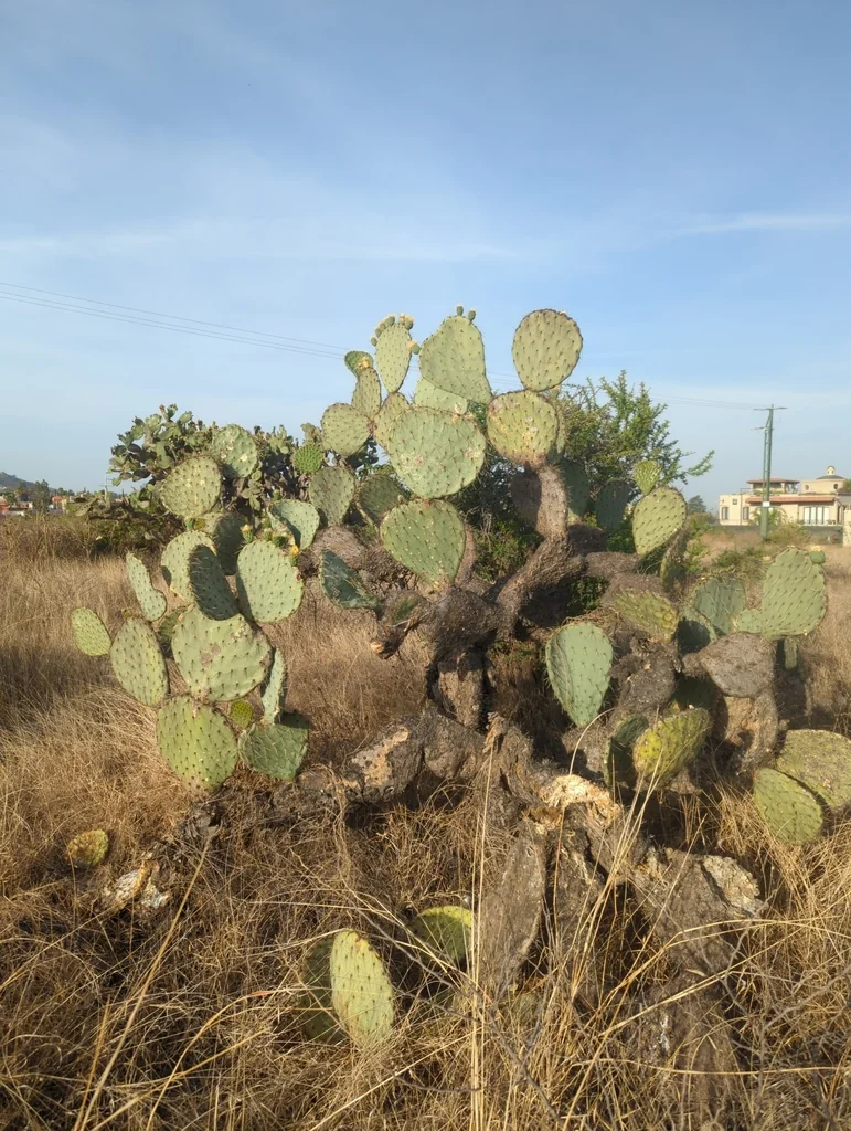 Opuntia Robusta