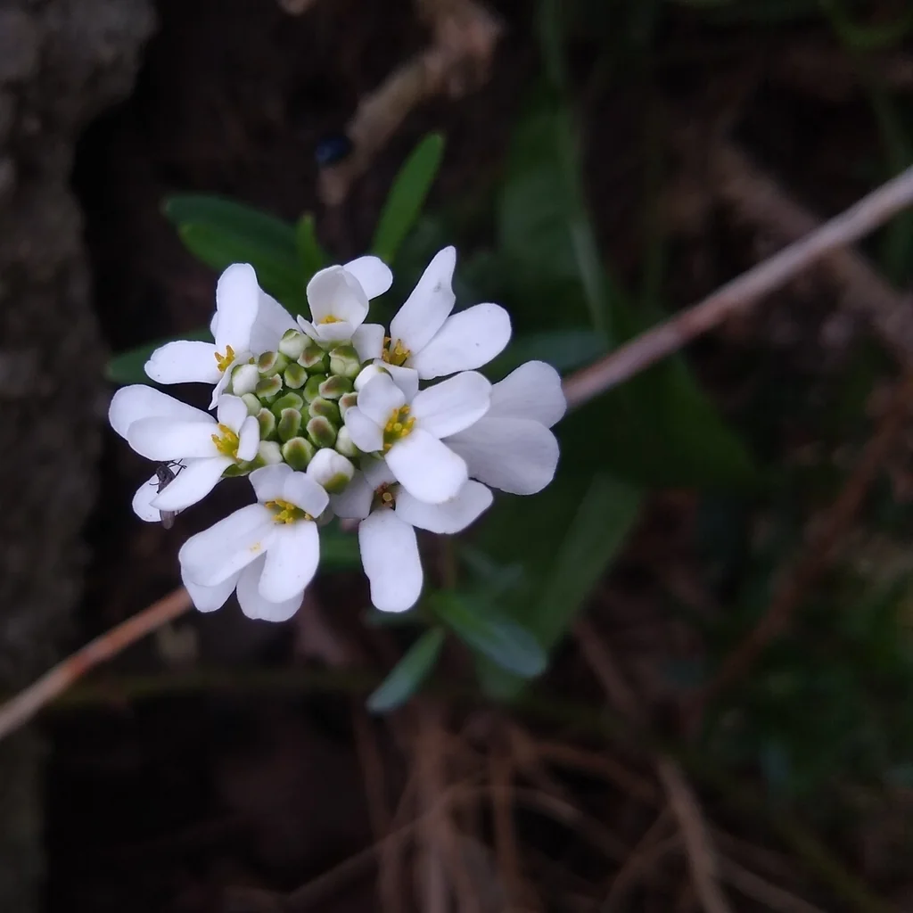 Iberis Sempervirens