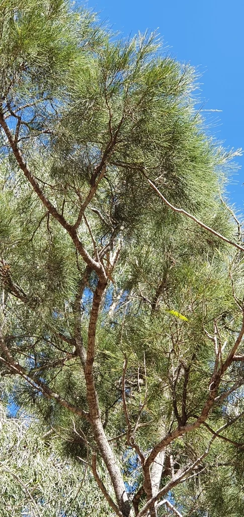 Casuarina Cunninghamiana