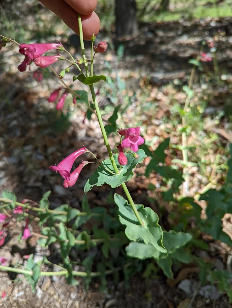 Penstemon Pseudospectabilis