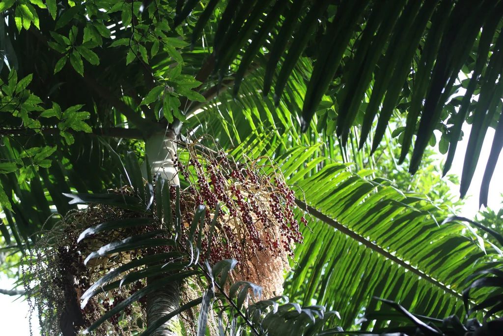 Archontophoenix Cunninghamiana