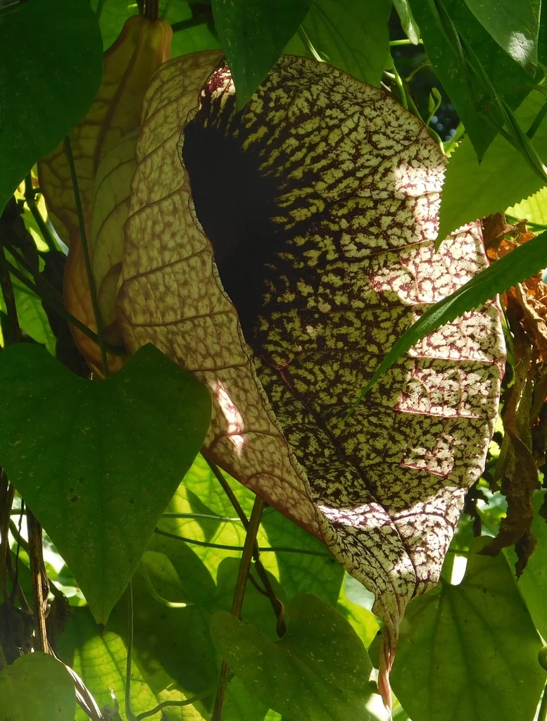 Aristolochia Grandiflora
