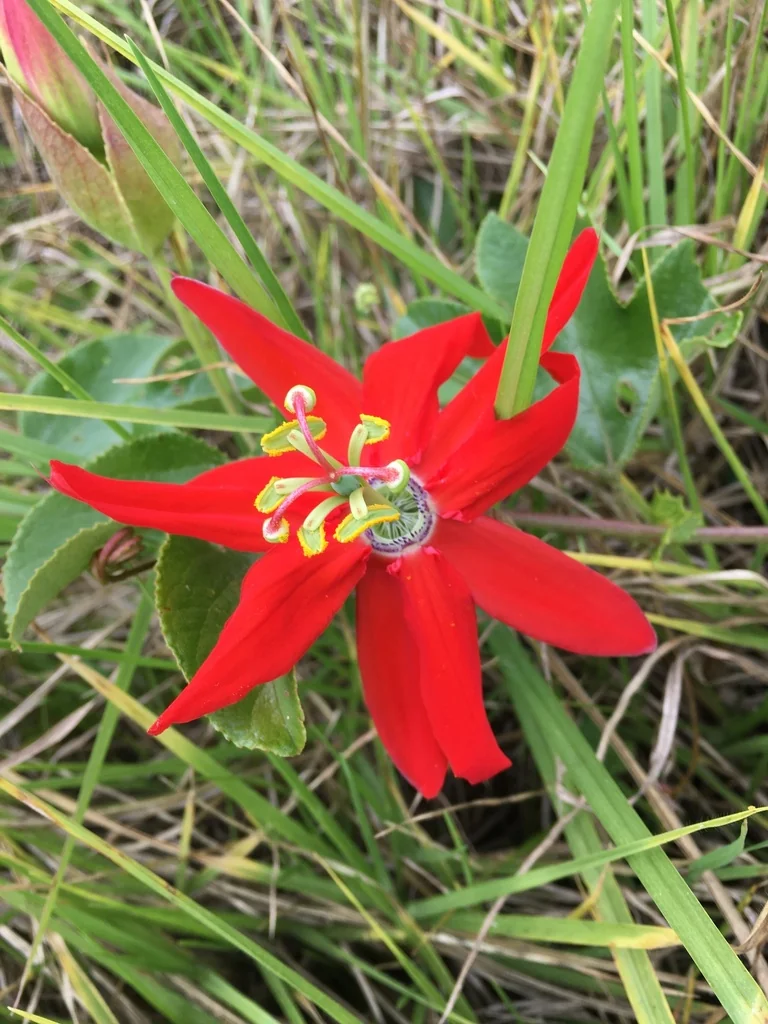 Passiflora Manicata