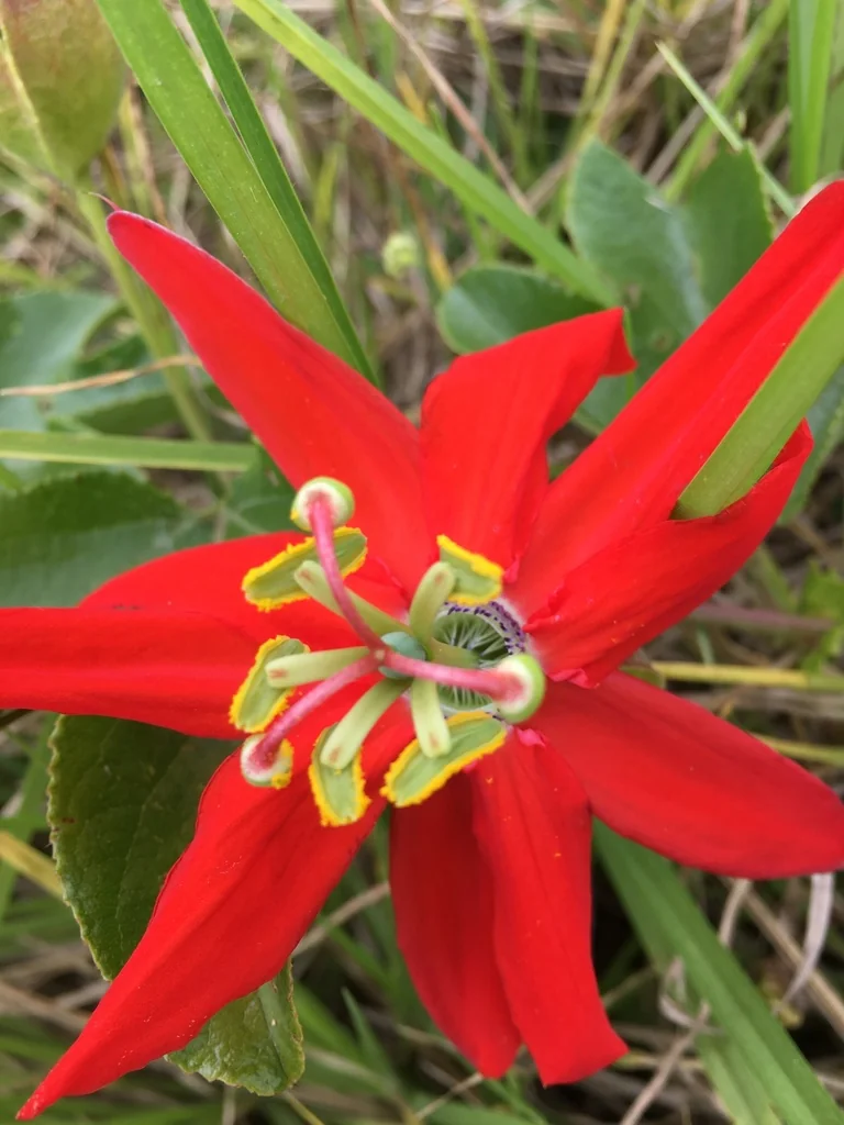 Passiflora Manicata