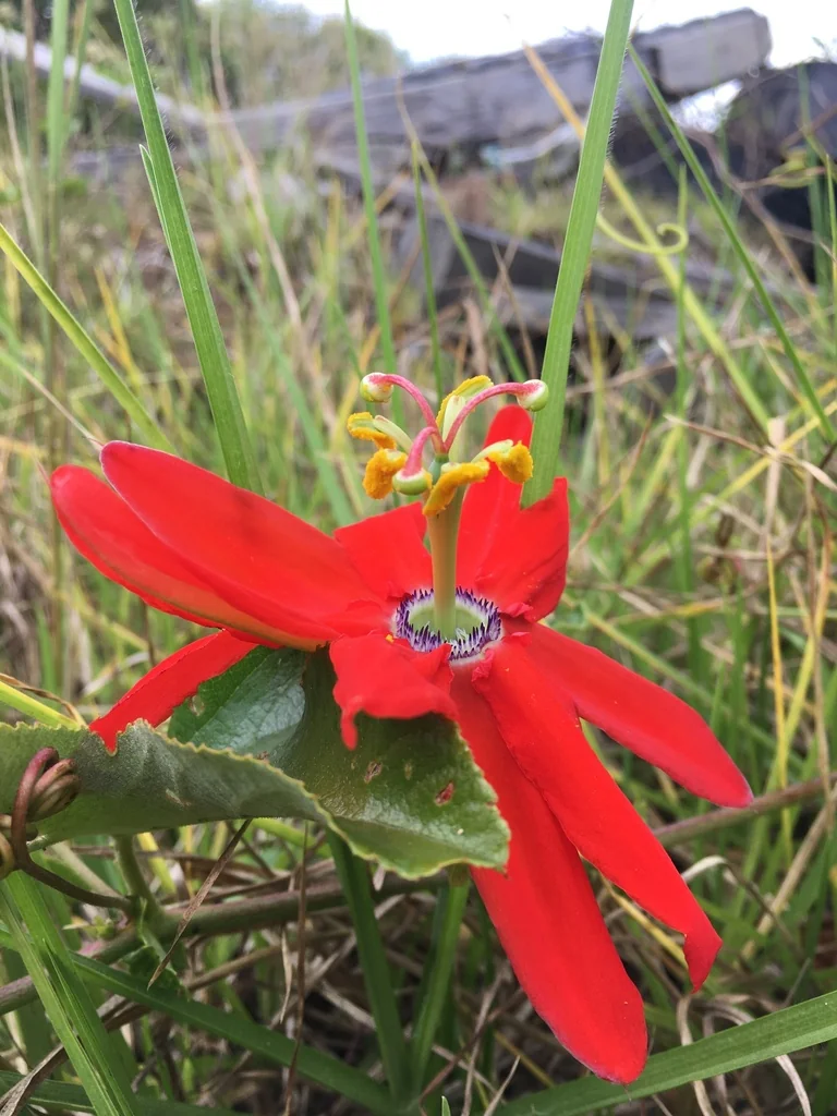 Passiflora Manicata