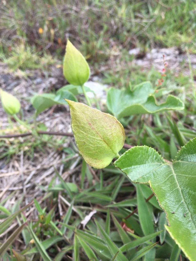 Passiflora Manicata