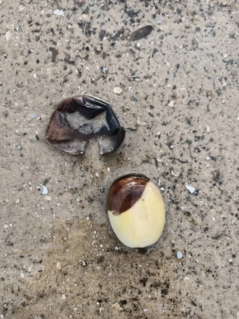 Castanospermum Australe