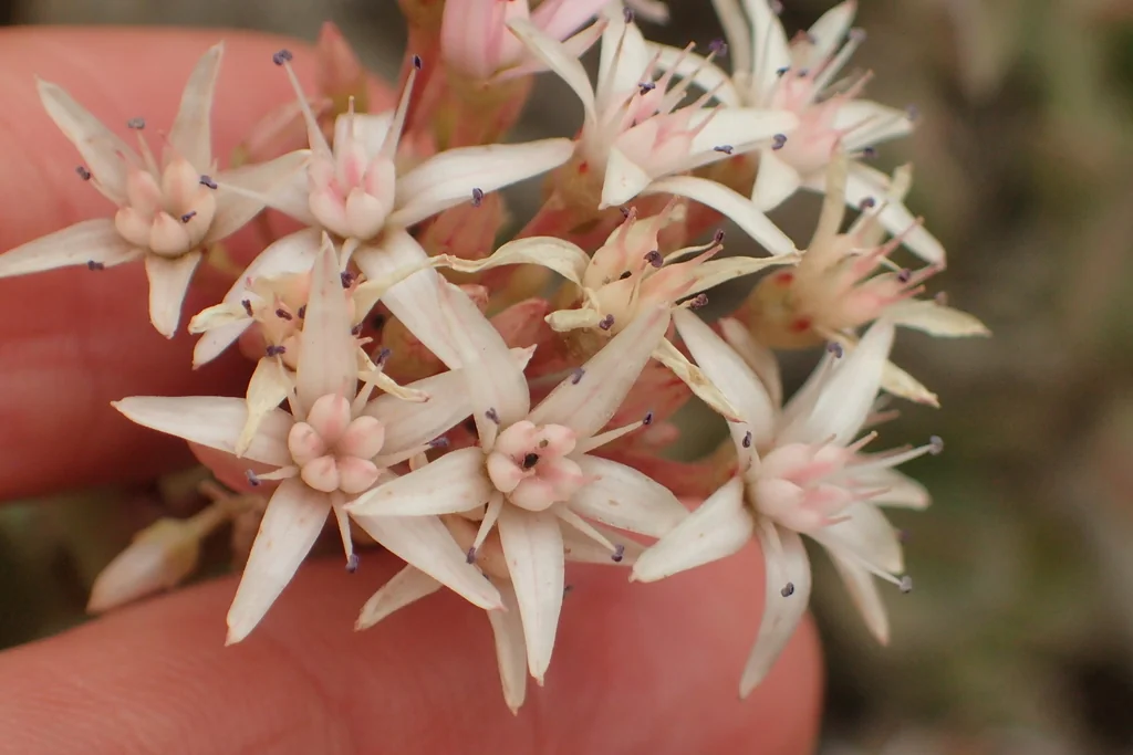 Crassula Ovata