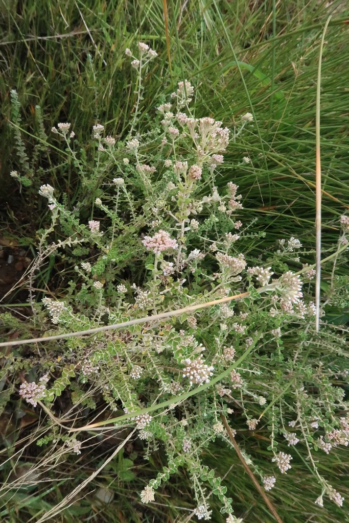 Plecostachys Serpyllifolia