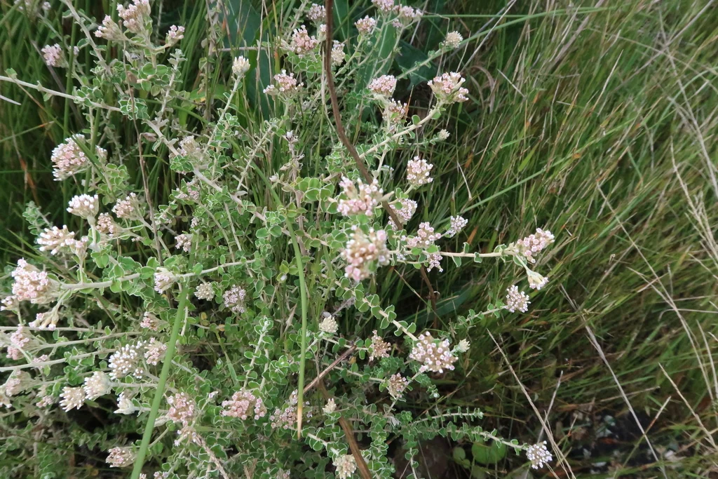 Plecostachys Serpyllifolia