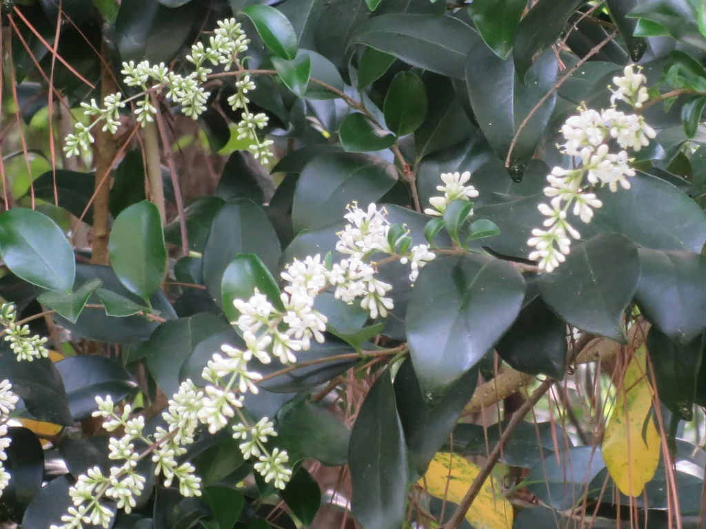 Ligustrum Japonicum