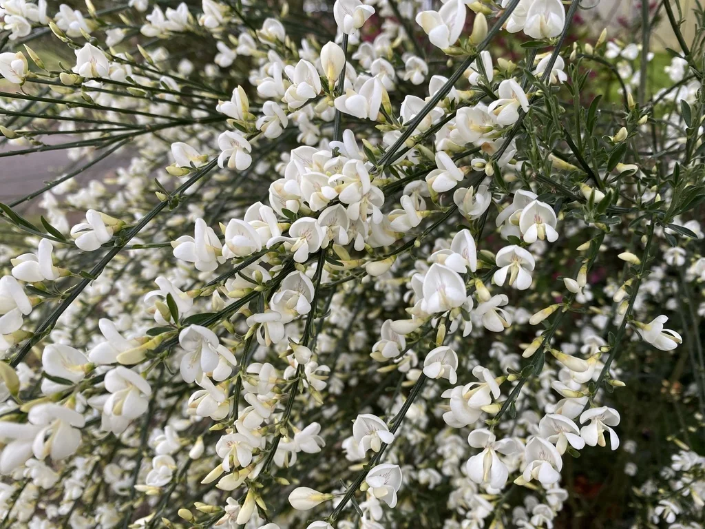 Cytisus X Praecox