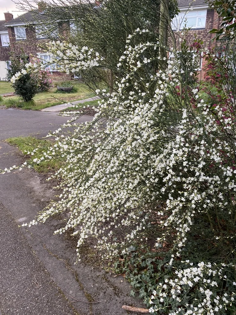 Cytisus X Praecox