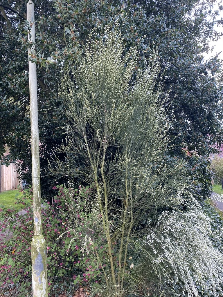 Cytisus X Praecox