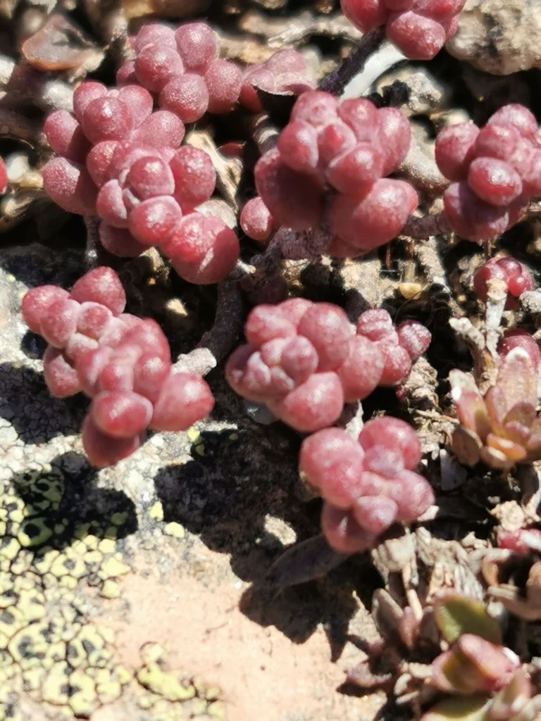 Sedum Brevifolium