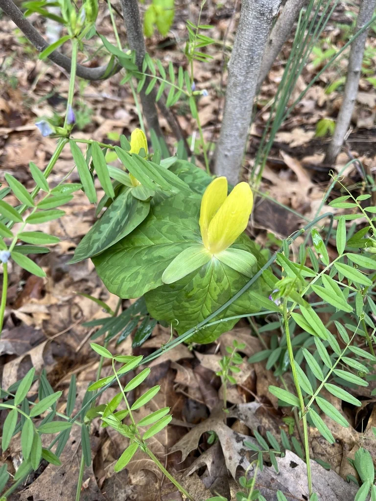 Trillium Luteum