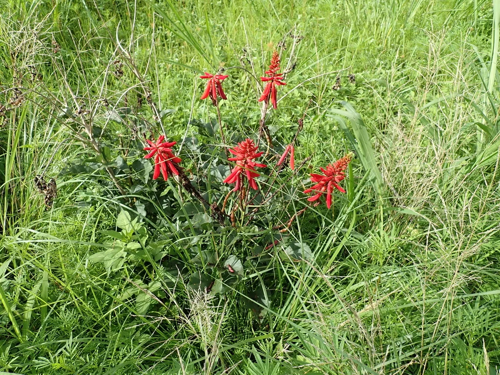 Erythrina Humeana