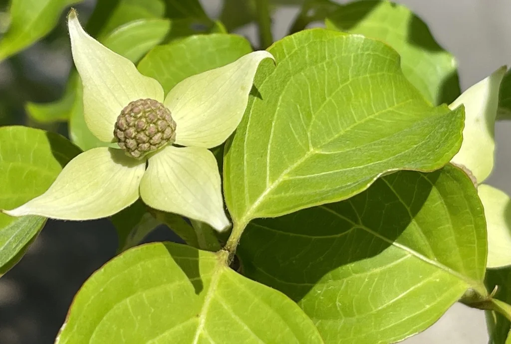 Cornus Kousa