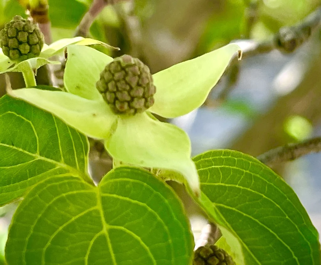 Cornus Kousa