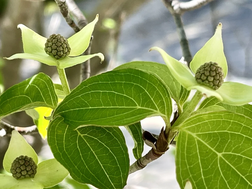Cornus Kousa