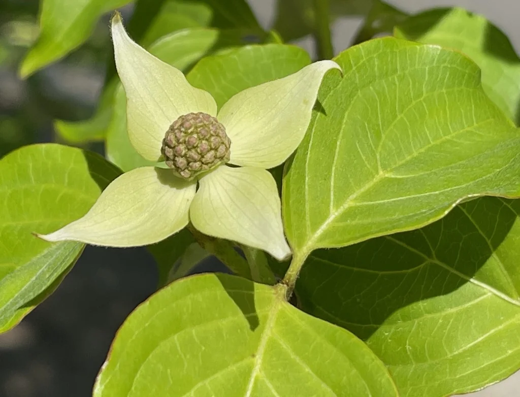 Cornus Kousa