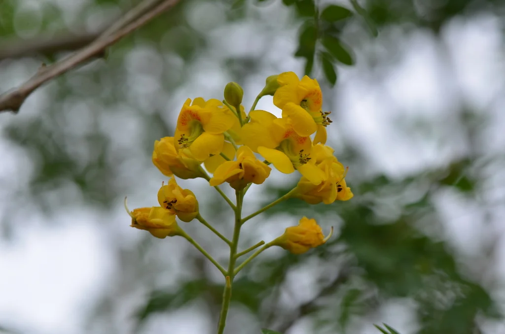 Caesalpinia Mexicana