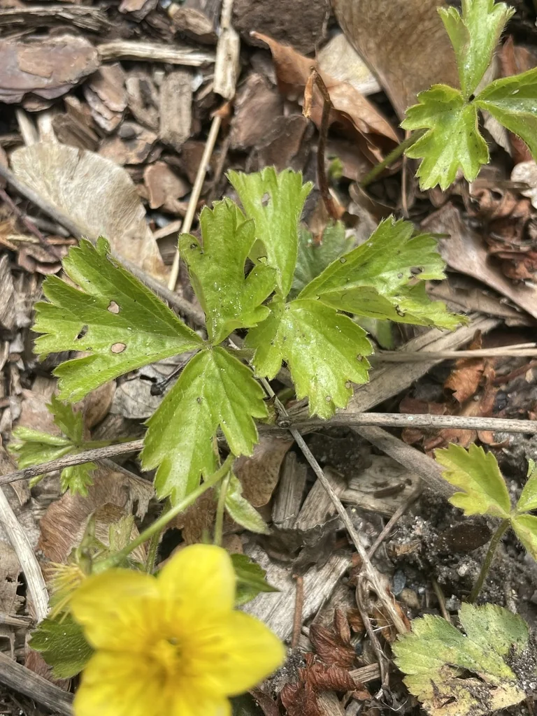 Waldsteinia Ternata