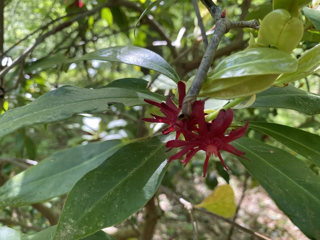 Illicium Floridanum