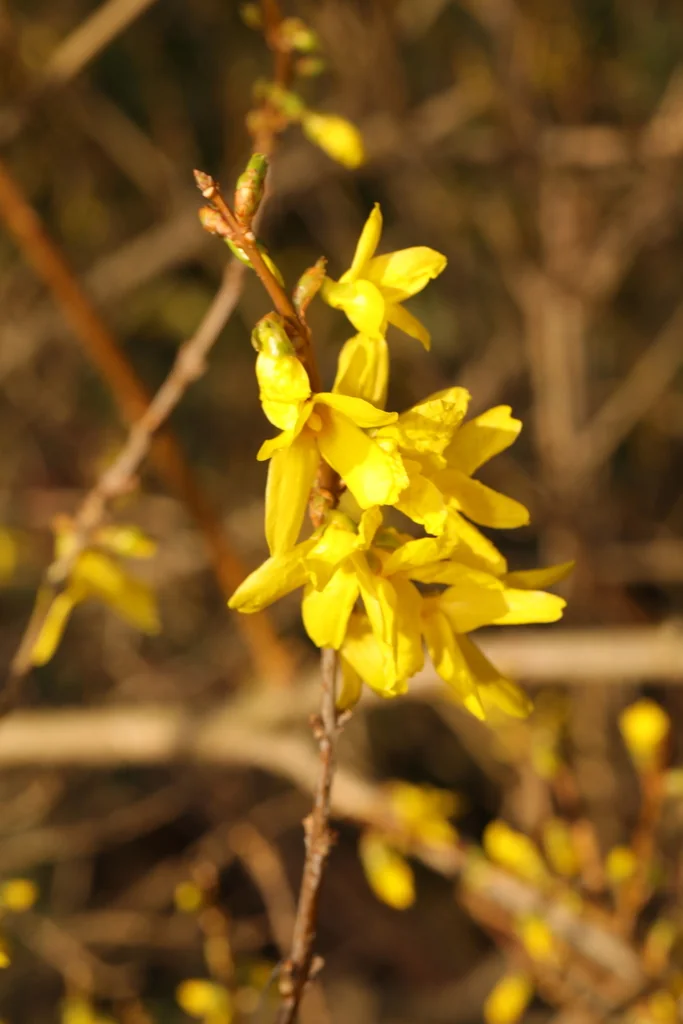 Forsythia x intermedia