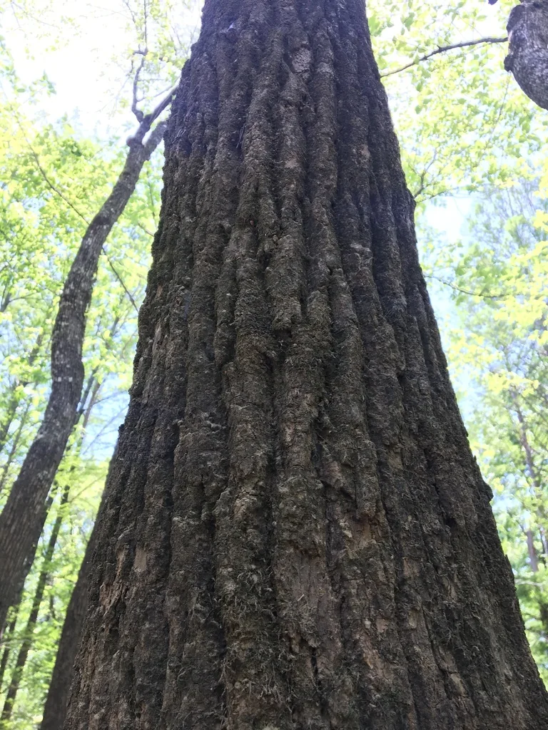 Nyssa Aquatica