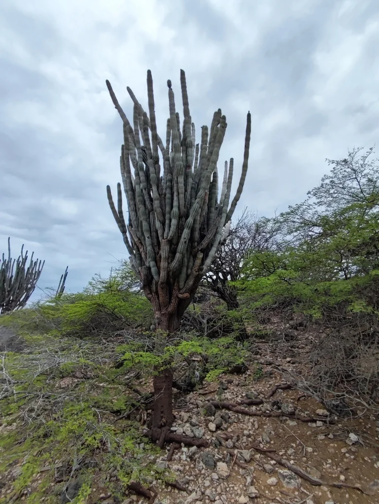 Cereus Peruvianus