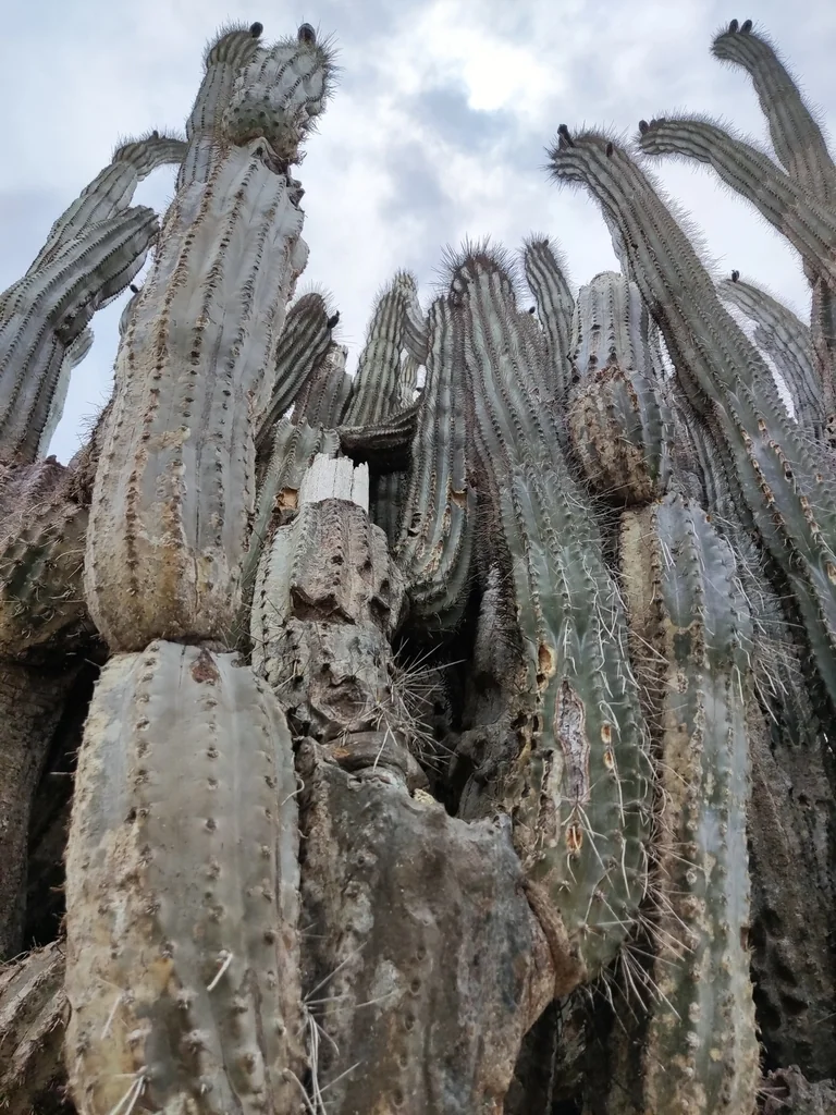 Cereus Peruvianus