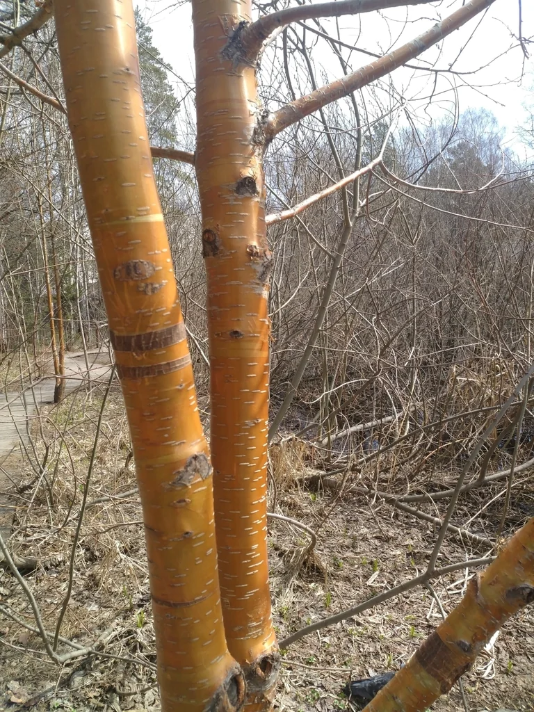 Prunus Maackii