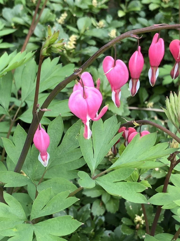 Dicentra spectabilis