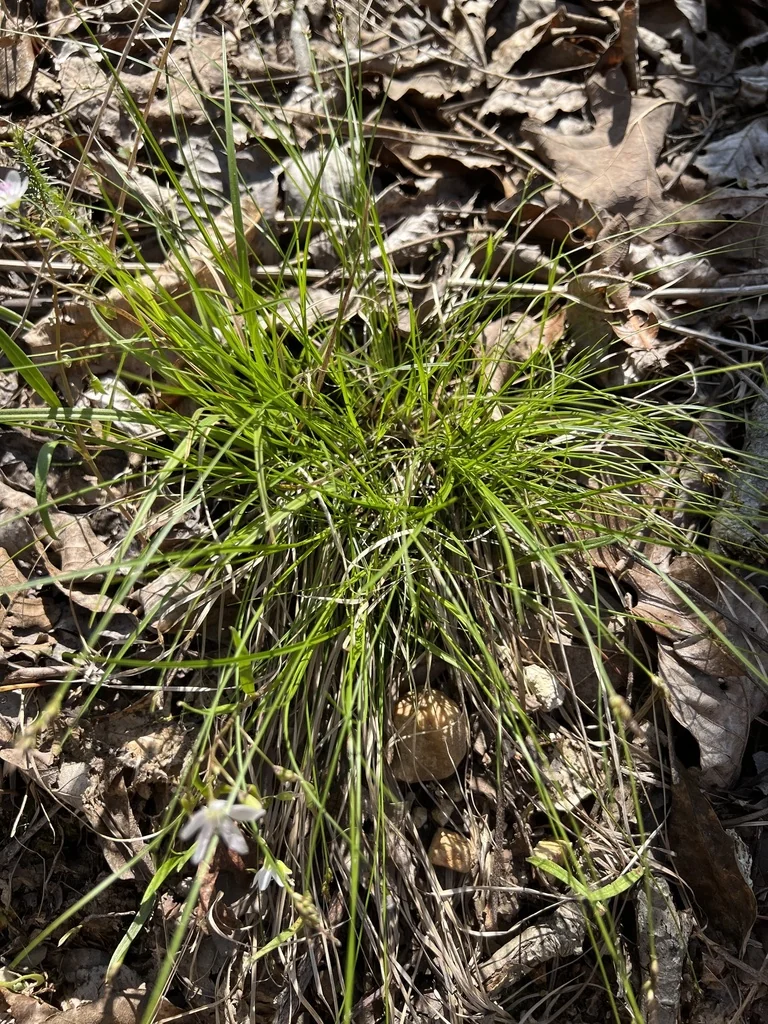 Carex Albicans