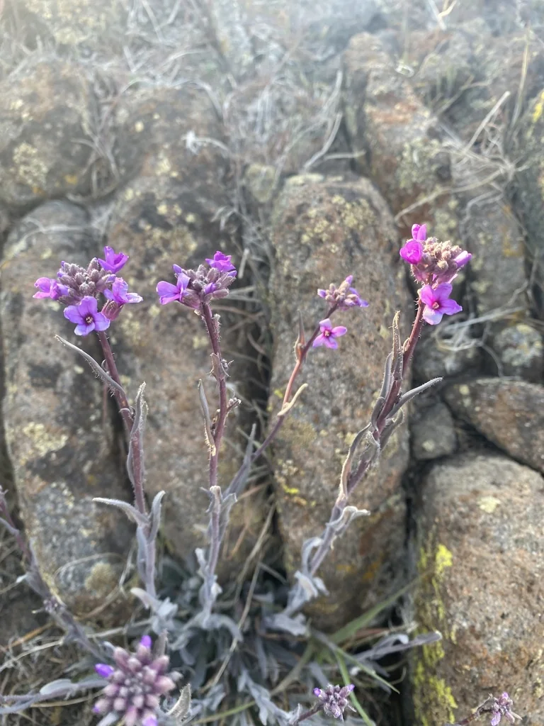 Boechera Sparsiflora
